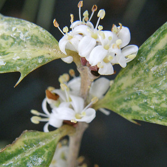 Osmanthus heterophyllus 'Goshiki' (VARIEGATED SWEET OLIVE)