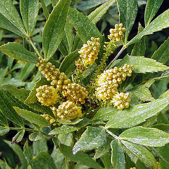 CHINESE MAHONIA Mahonia fortunei