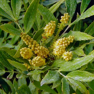 Mahonia fortunei (CHINESE MAHONIA)