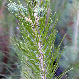 ALEPPO PINE Pinus halepensis