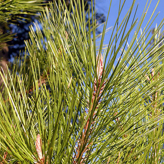 Pinus attenuata (KNOBCONE PINE)