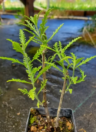 Perovskia atriplicifolia 'Blue Jean Baby' (COMPACT RUSSIAN SAGE)
