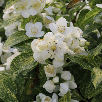 VARIEGATED MOCK ORANGE Philadelphus (Illuminati Sparks)