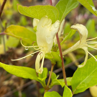 HALL'S HONEYSUCKLE VINE Lonicera japonica (Halliana)