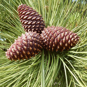 Pinus ponderosa (PONDEROSA PINE)