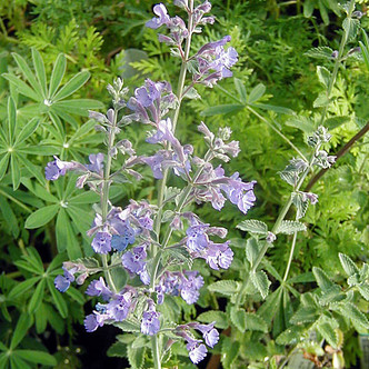 LOW CATMINT (Nepeta faassenii) "Walkers Low"