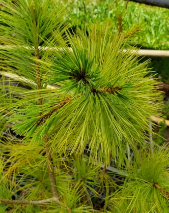 Pinus veitchii (MEXICAN WHITE PINE)