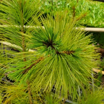Pinus veitchii (MEXICAN WHITE PINE)