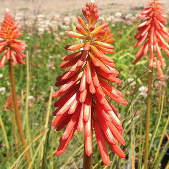 Kniphofia 'Papaya Popsicle' (ORANGE DWARF TORCH FLOWER)