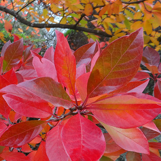 TUPELO/BLACK GUM Nyssa sylvatica