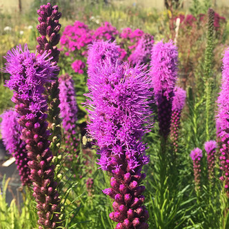 DWARF PURPLE BLAZING STAR (Liatris spicata) Kobold