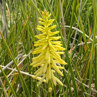 Kniphofia 'Pineapple Popsicle' (DWARF TORCH FLOWER)