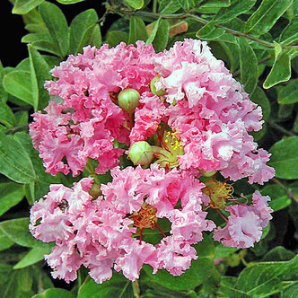 LAVENDER CRAPE MYRTLE Lagerstroemia  (Muskogee)
