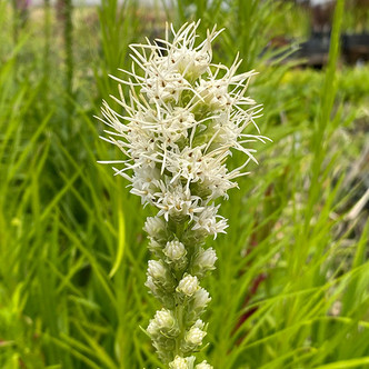 WHITE BLAZING STAR (Liatris spicata) Floristan White