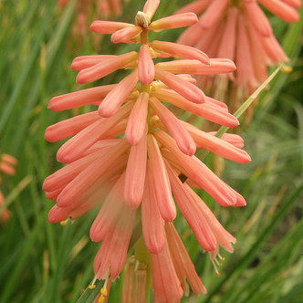 TORCH FLOWER Kniphofia  (Redhot Popsicle)