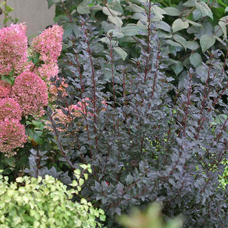 PURPLE-LEAVED NINEBARK (Physocarpus opulifolius) "Tiny Wine"