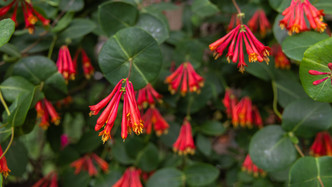 Lonicera sempervirens (CORAL HONEYSUCKLE)