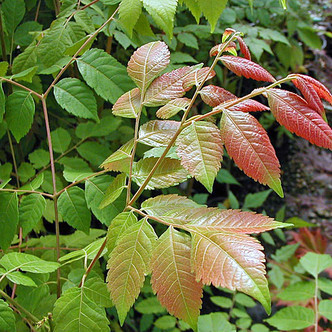 CHINESE GOLDENRAIN TREE Koelreuteria bipinnata