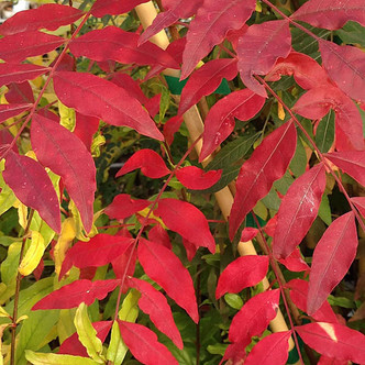 CHINESE PISTACHE Pistacia chinensis