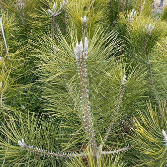 Pinus nigra (AUSTRIAN PINE)