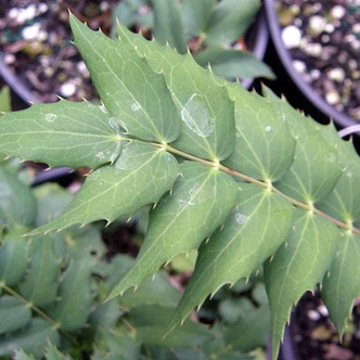 Mahonia nervosa (LONGLEAF OREGON GRAPE)