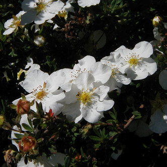 Potentilla fruticosa 'Abbotswood' (DWARF WHITE POTENTILLA)