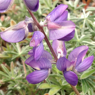 Lupinus albifrons (SILVER LUPINE)