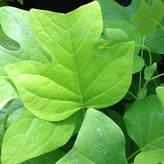 Liriodendron tulipifera (TULIP TREE)