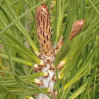 Pinus coulteri (COULTER PINE)