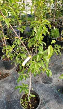 PEACH (Prunus persica) "Veteran"