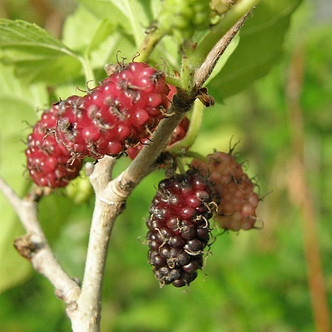 SWEET MULBERRY Morus alba (Kokuso)