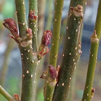 COLUMNAR IRONWOOD Parrotia persica (Persian Spire)