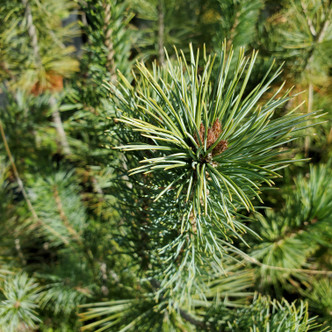 Pinus strobiformis 'reflexa' (SOUTHWESTERN WHITE PINE)