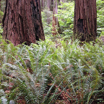 WESTERN SWORD FERN (Polystichum munitum)
