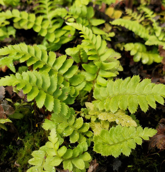 WESTERN SWORD FERN (Polystichum munitum)