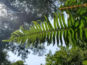 Polystichum munitum (WESTERN SWORD FERN)