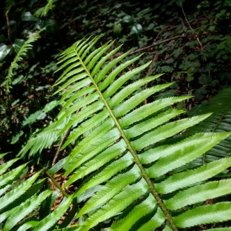 Polystichum munitum (WESTERN SWORD FERN)