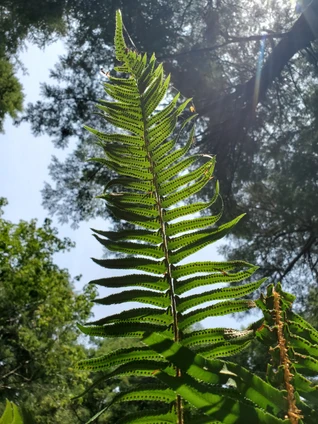 Polystichum munitum (WESTERN SWORD FERN)