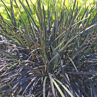 Ophiopogon planiscapus 'Nigrescens' (BLACK MONDO GRASS)