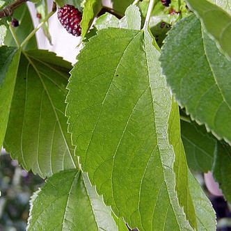 EVERBEARING MULBERRY Morus illinois (Illinois Everbearing)