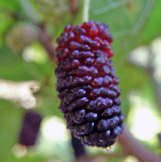 EVERBEARING MULBERRY Morus illinois (Illinois Everbearing)