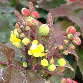DWARF OREGON GRAPE (Mahonia repens)