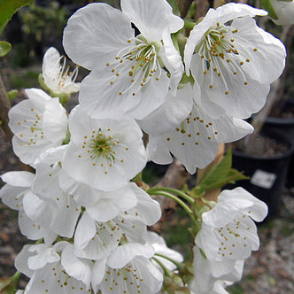 SWEET CHERRY (Prunus avium 'Rainier')