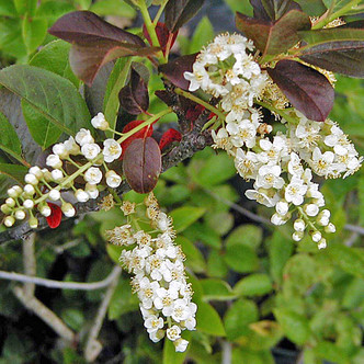 RED-LEAVED CHOKECHERRY Prunus virginiana (Shubert)