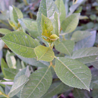 WESTERN SAND CHERRY (Prunus besseyi)
