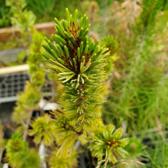 Pinus parviflora 'Cleary' (BLUE JAPANESE WHITE PINE)