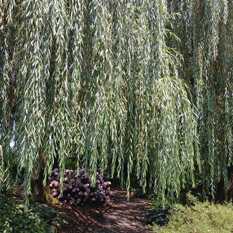 WEEPING WILLOW Salix babylonica