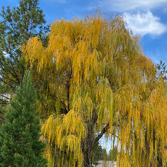 WEEPING WILLOW Salix babylonica