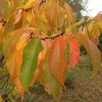 Prunus avium 'Bing' (SWEET CHERRY)