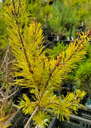 DWARF GOLDEN SCOT'S PINE Pinus sylvestris (Nisbets Gold)
